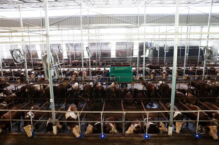 村民在光伏養(yǎng)牛場里打掃衛(wèi)生給牛添加飼料。楊敏攝