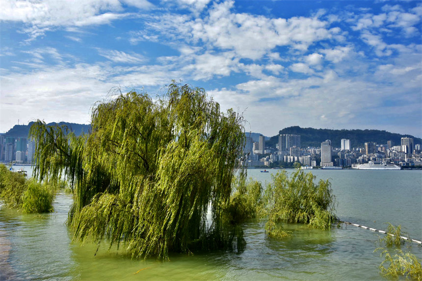 隨著水位的上升，在長江萬州段兩岸消落帶再次呈現(xiàn)出“水中森林”的美景。李茜攝