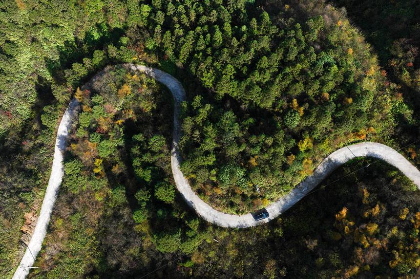 重慶市黔江區(qū)國家森林公園彩葉林。楊敏攝