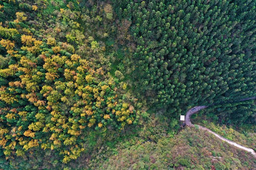 重慶市黔江區(qū)國家森林公園彩葉林。楊敏攝