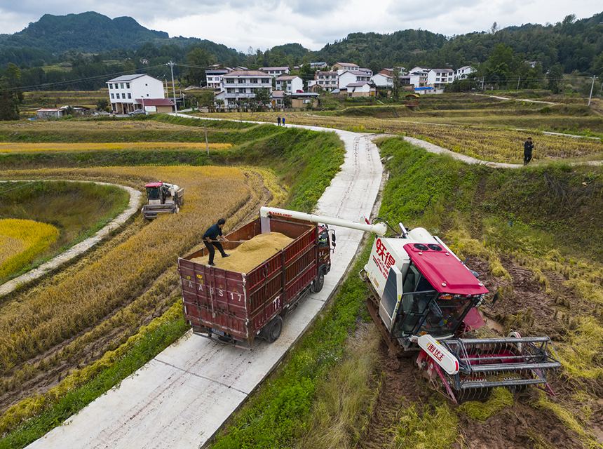 收割機(jī)正在收割水稻。冉孟軍攝