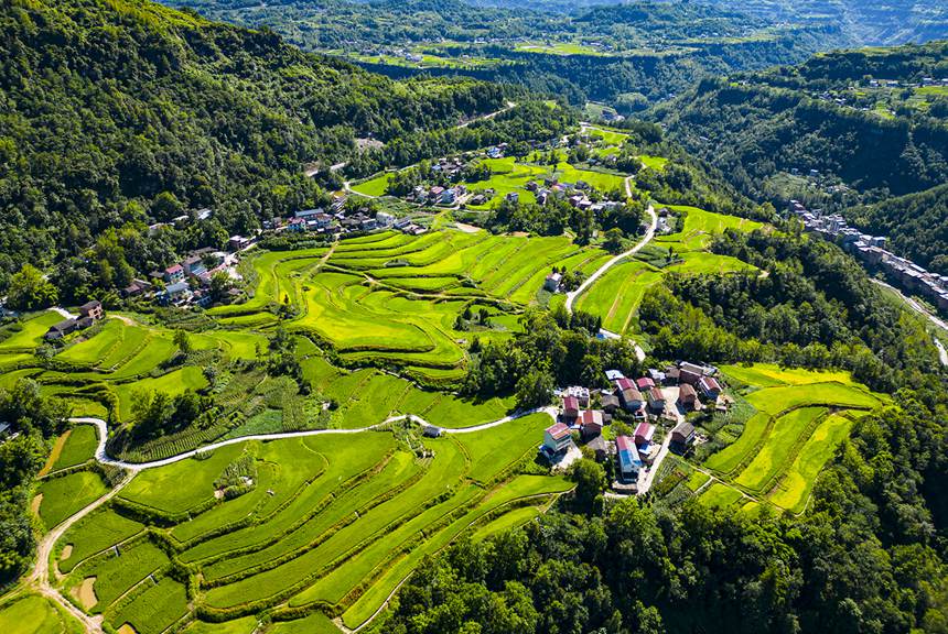 盛夏時(shí)節(jié)萬(wàn)州恒合土家族鄉(xiāng)高標(biāo)準(zhǔn)農(nóng)田綠意盎然。冉孟軍攝