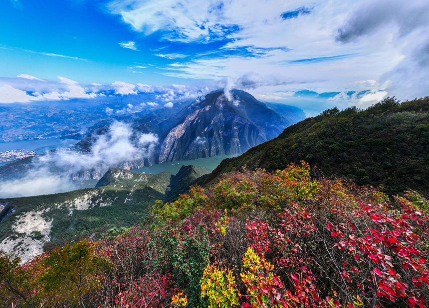 紅葉扮美瞿塘峽。王正坤攝