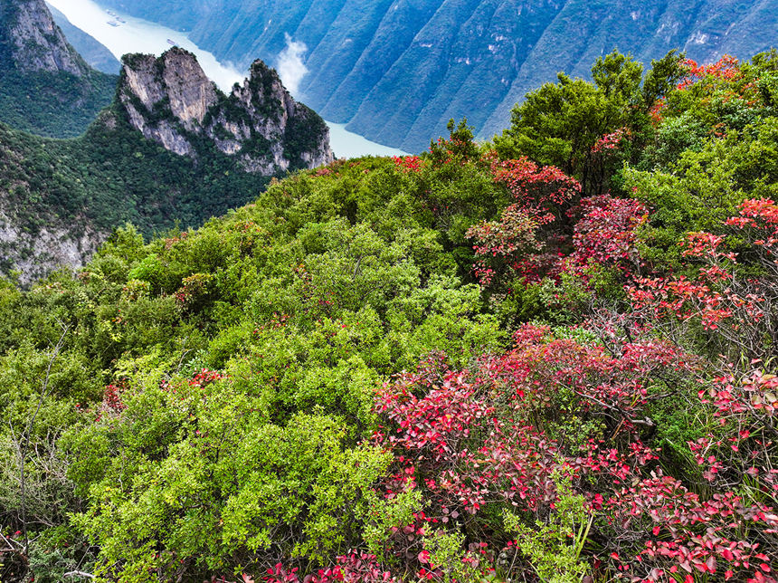 巫峽岸邊的紅葉。王正坤攝