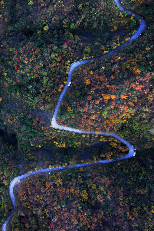 重慶城口彩葉進(jìn)入最佳觀賞期。李野攝