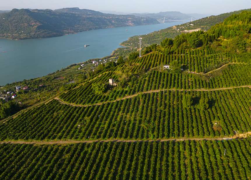 萬州區(qū)溪口鄉(xiāng)砂糖橘林。 冉孟軍攝