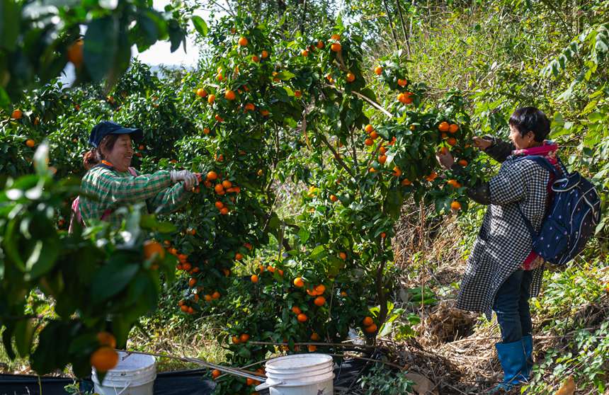 采摘砂糖橘。 冉孟軍攝