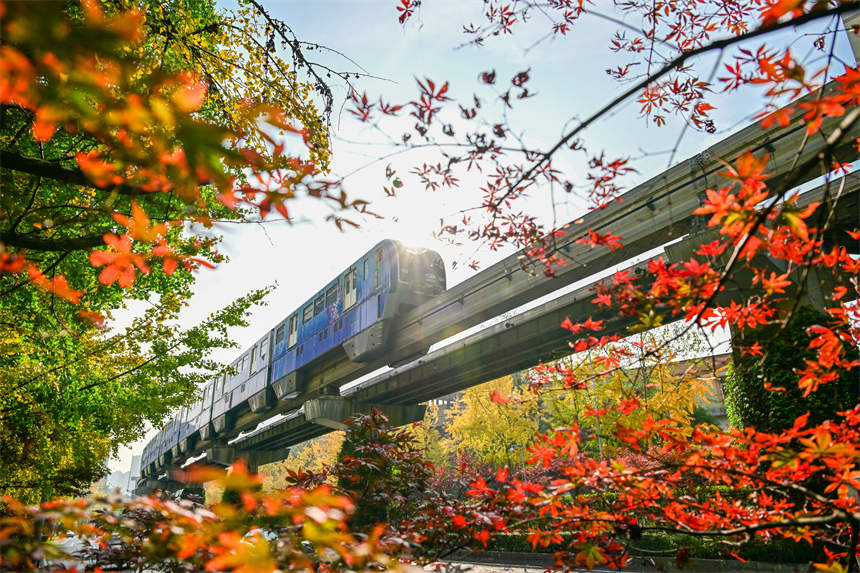 重慶南岸:“一路楓景”美如畫