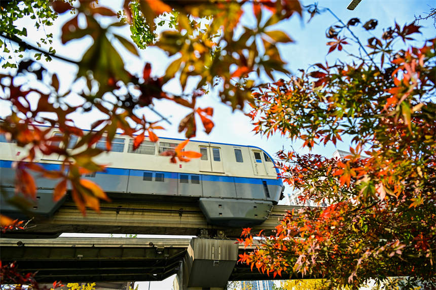 冬日山城,南岸區(qū)學府大道沿線,一路“楓景”如畫。郭旭攝