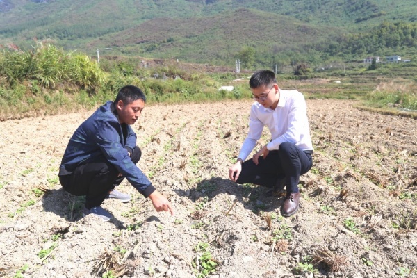 駐村隊(duì)員深入田間，調(diào)研種植業(yè)情況。平安產(chǎn)險(xiǎn)重慶分公司供圖