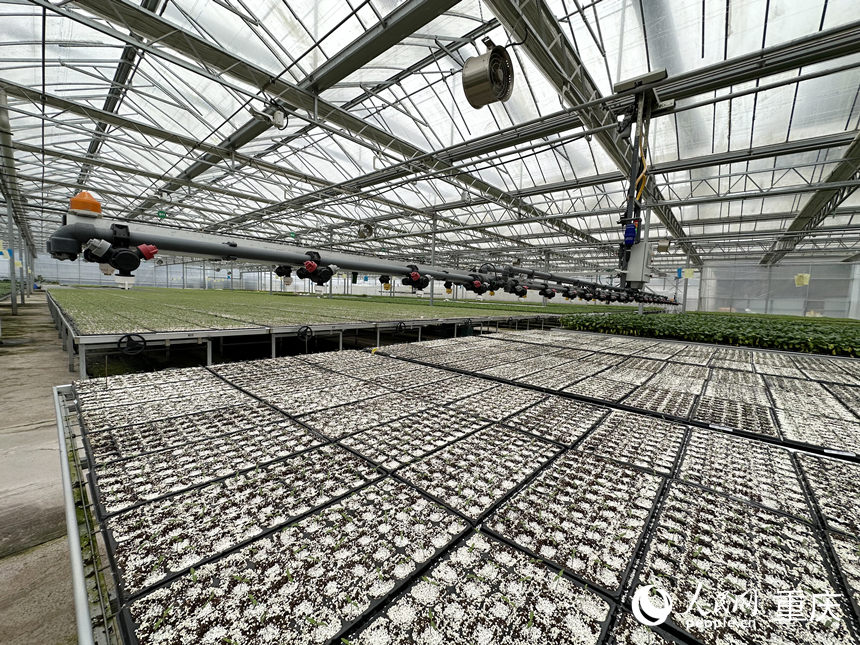 智慧種苗工廠配置的智慧水肥噴淋系統(tǒng)。人民網(wǎng)記者 劉政寧攝