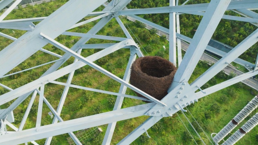 鳥(niǎo)巢牢固綁定在鐵塔上。張弛攝