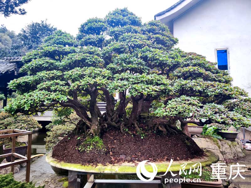 村民楊彪的金獎(jiǎng)作品《森林故事》