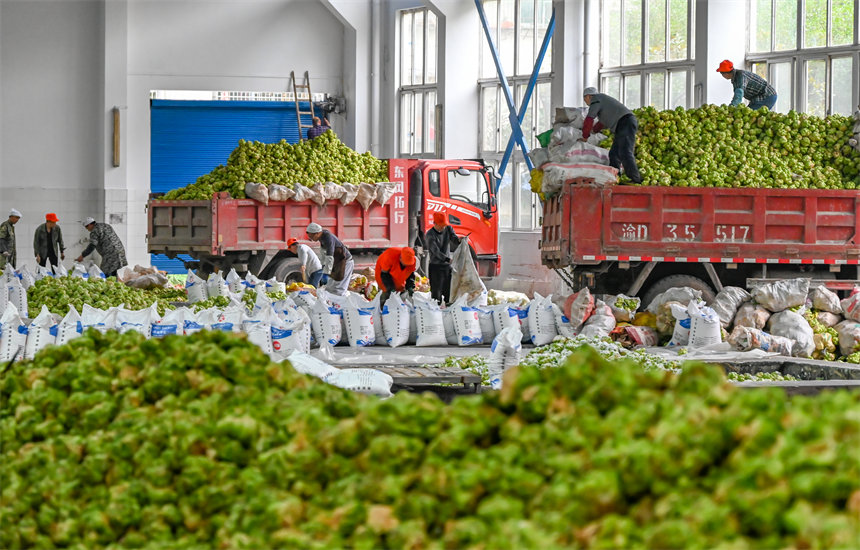 滿載青菜頭的貨車陸續(xù)開到魚泉榨菜廠。付作僑攝