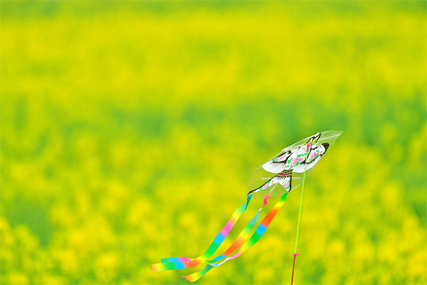 好一幅浪漫而美麗的春光圖。郭旭攝
