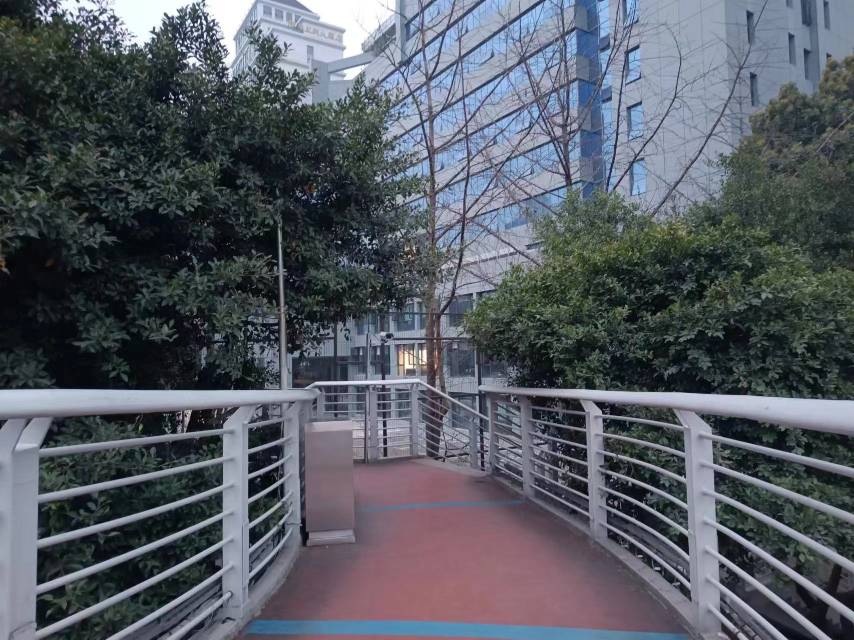 人行天橋上樹枝遮擋了路燈。網(wǎng)友供圖