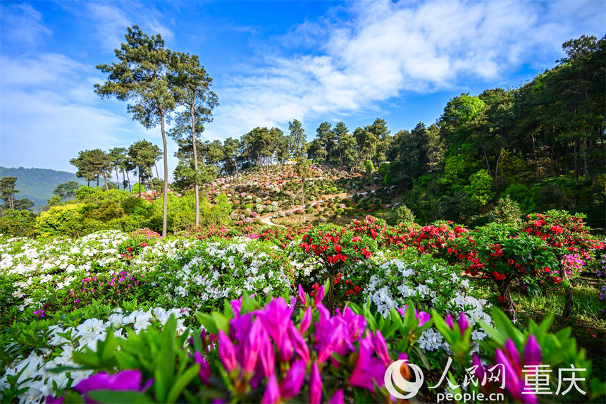 重慶南山放牛村，杜鵑花團(tuán)團(tuán)簇簇，美不勝收。郭旭攝