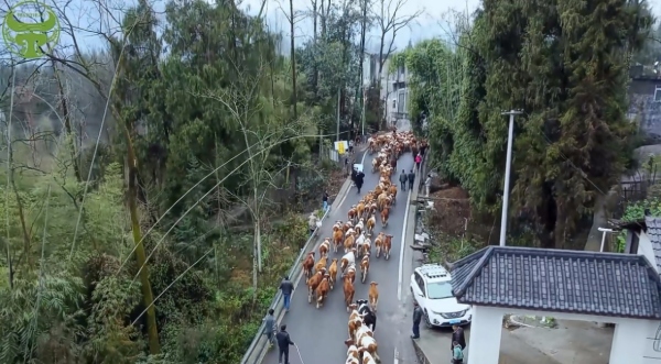 廖大叔與附近鄉(xiāng)鄰一起把牛引進牛棚。工行重慶市分行供圖