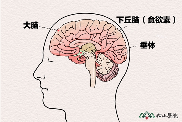 腦部結(jié)構(gòu)圖。重慶松山醫(yī)院供圖