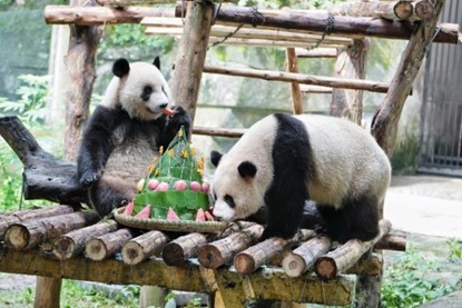 “星星”“辰辰”現(xiàn)場過生日。重慶銅雀臺整形外科醫(yī)院供圖