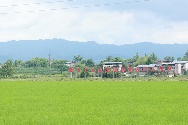 位于梁平區(qū)星橋鎮(zhèn)兩路村的高標準農田示范基地。向詩佳攝