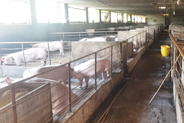 生豬養(yǎng)殖場。重慶市銀行業(yè)協(xié)會供圖