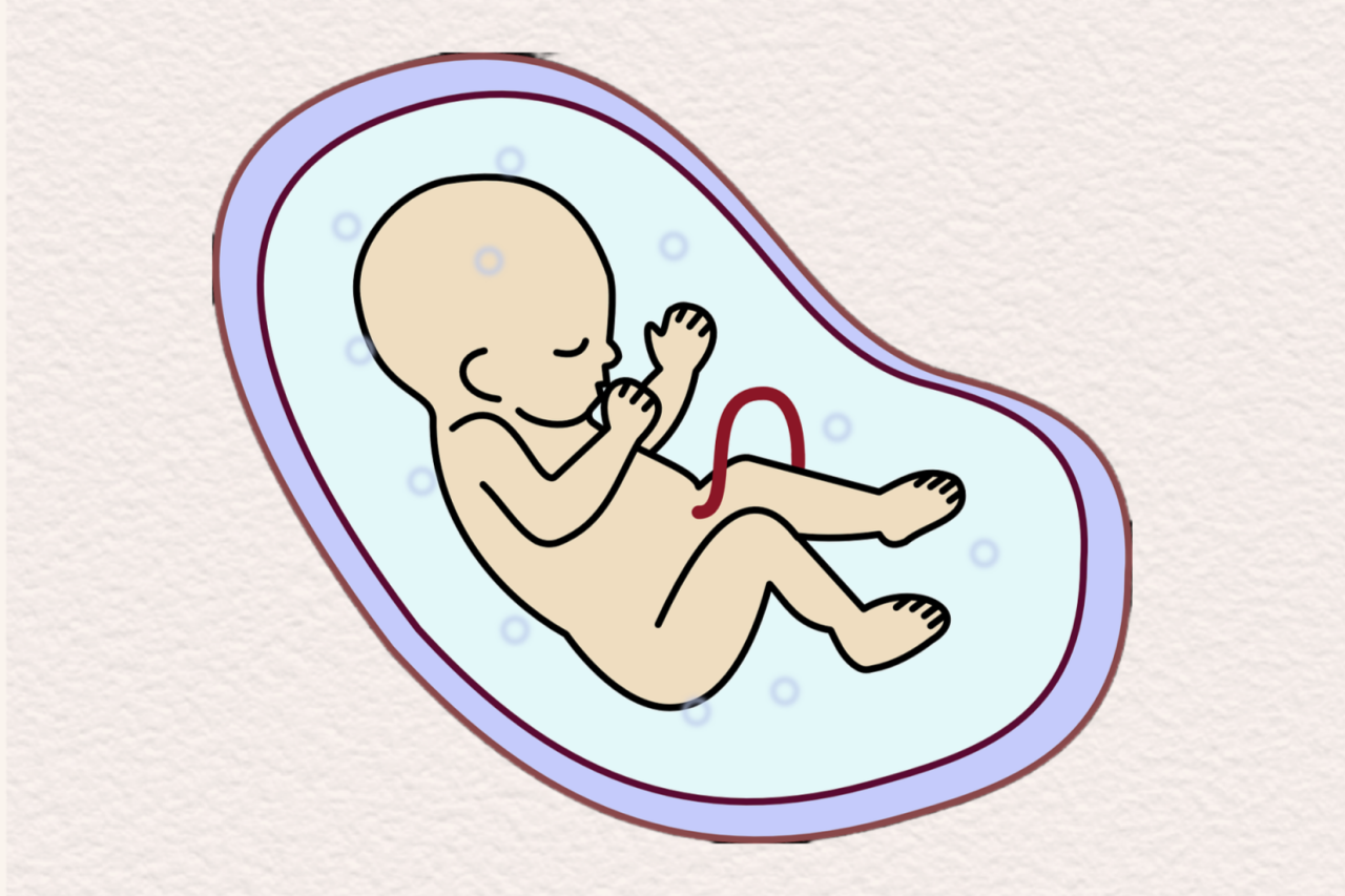 胎兒。重慶松山醫(yī)院供圖