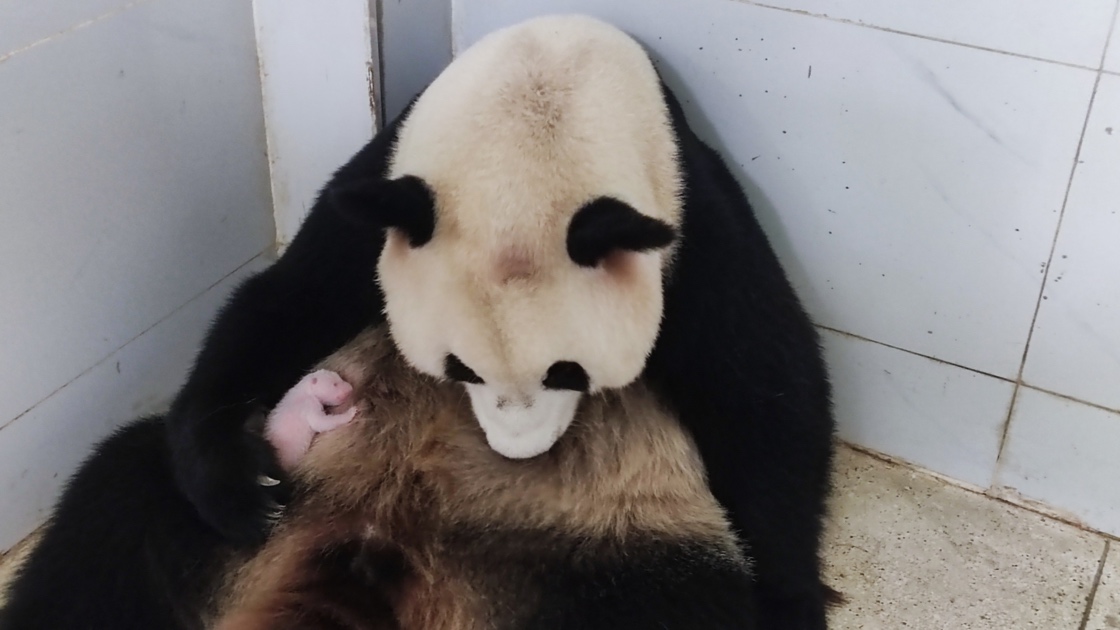 大熊貓“好奇”和它的幼崽。重慶動物園供圖