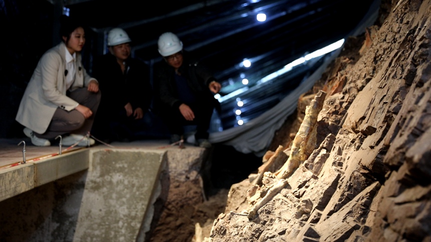 科研人員在普安恐龍化石墻進(jìn)行科考發(fā)掘。云陽(yáng)縣委宣傳部供圖