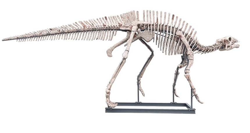 長(zhǎng)生黔江龍復(fù)原骨架模型。重慶市規(guī)劃和自然資源局供圖