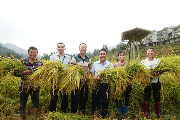 楊聰幫助農(nóng)戶收稻谷。郵儲銀行重慶分行供圖