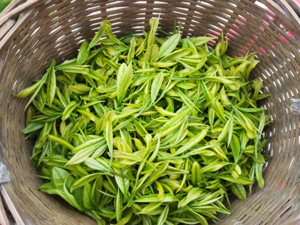 涪陵白茶。藺市街道供圖