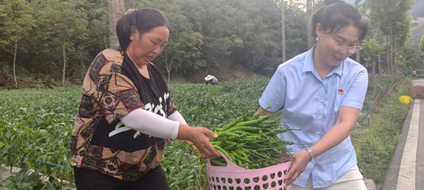 巫溪縣天元鄉(xiāng)新田村村民們迎來了辣椒豐收。中國(guó)人壽壽險(xiǎn)重慶市分公司供圖