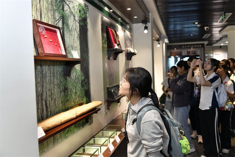 師生們參觀各類中藥材標本。唐志勇攝