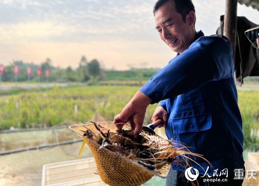 瀘縣海牧稻蝦專業(yè)合作社的員工在挑揀剛捕撈的蝦。人民網(wǎng)記者 胡虹攝