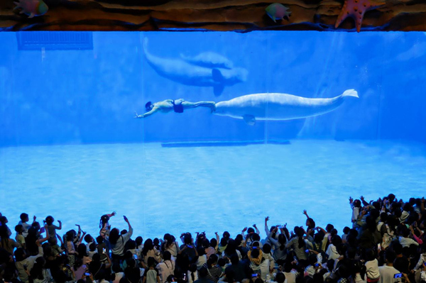 重慶融創(chuàng)海世界。重慶融創(chuàng)文旅城供圖