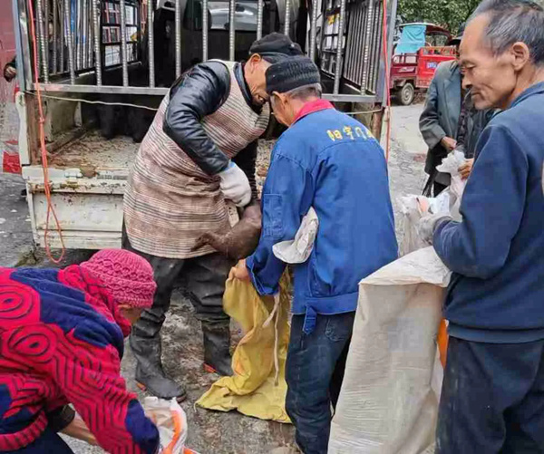 村民領(lǐng)取黑豬仔。中信銀行重慶分行供圖