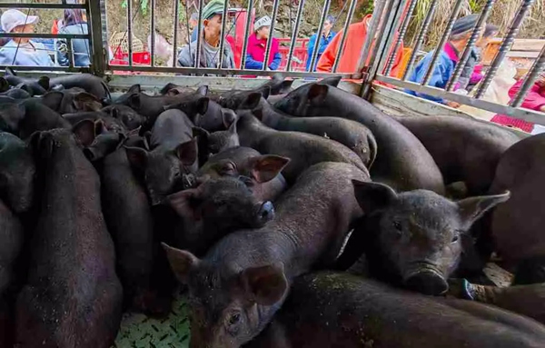 促進生豬產(chǎn)業(yè)發(fā)展，為村民購買的仔豬。中信銀行重慶分行供圖