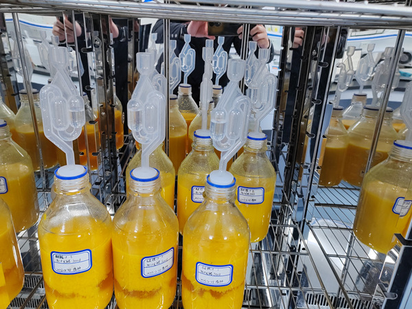 重慶夔鳳酒業(yè)有限公司所研發(fā)生產(chǎn)的臍橙果酒。受訪者供圖