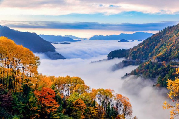 重慶城口縣豐富的林業(yè)資源。城口縣規(guī)劃和自然資源局供圖