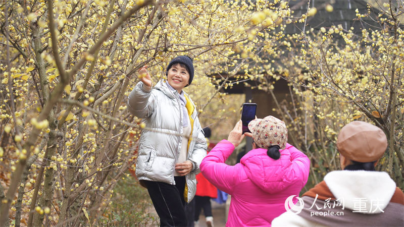 游客在北碚區(qū)靜觀鎮(zhèn)的蠟梅園游玩。人民網(wǎng) 劉祎攝