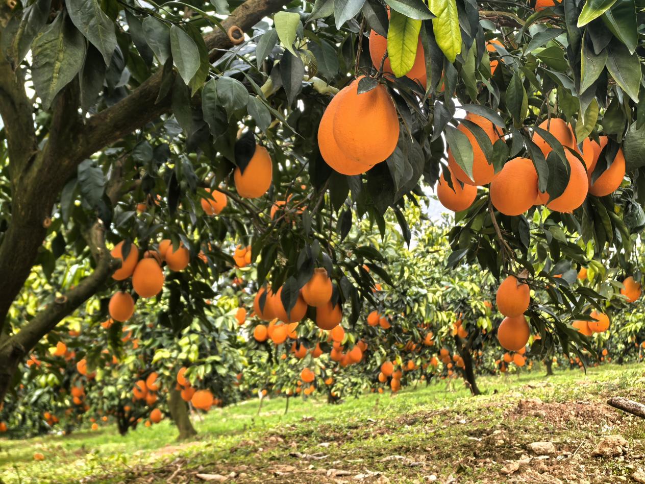 柳池村臍橙迎來豐收。李征攝