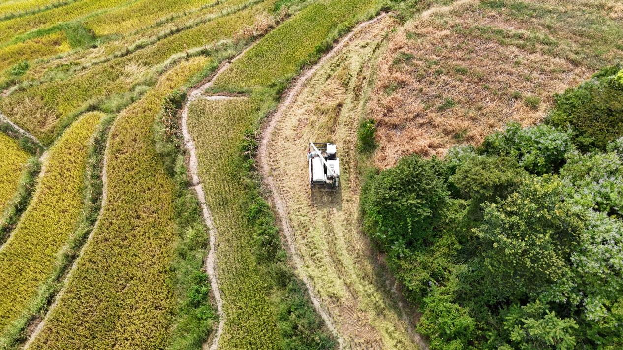 中壩村收割優(yōu)質(zhì)稻（資料圖）。梅文婷攝