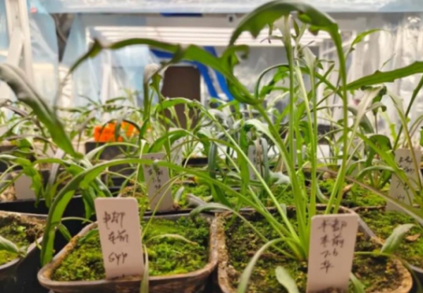 豐都車前。豐都縣融媒體中心供圖