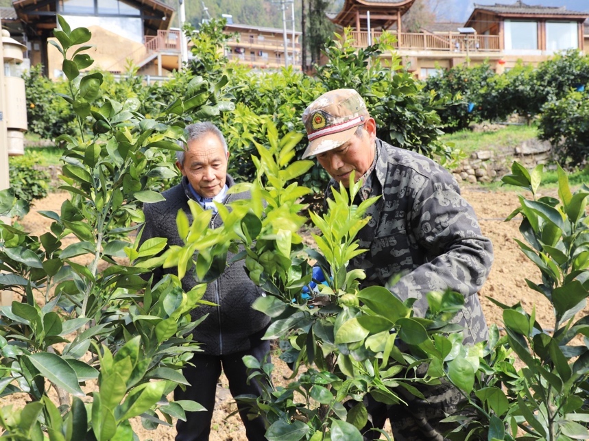 毛相林與農技人員探討柑橘種植中遇到的問題。魯作炳攝