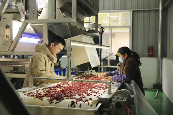 孫和發(fā)（左一）指導(dǎo)村民操作機器，對采摘的鮮辣椒進行烘干、剪把、除濕、風(fēng)選等一系列初加工。謝紹春攝