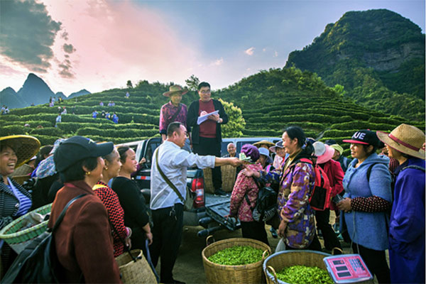 秀山縣某農(nóng)業(yè)開發(fā)有限公司集中采購村民茶葉。重慶銀行供圖