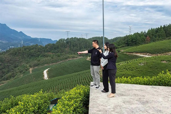 重慶銀行工作人員陪同企業(yè)相關(guān)負(fù)責(zé)人查看茶樹生長情況。重慶銀行供圖