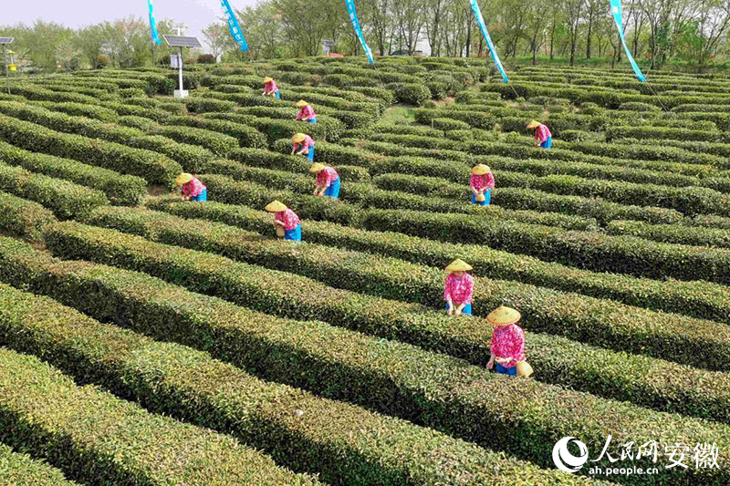 徽茶開(kāi)采。人民網(wǎng)記者 陳若天攝