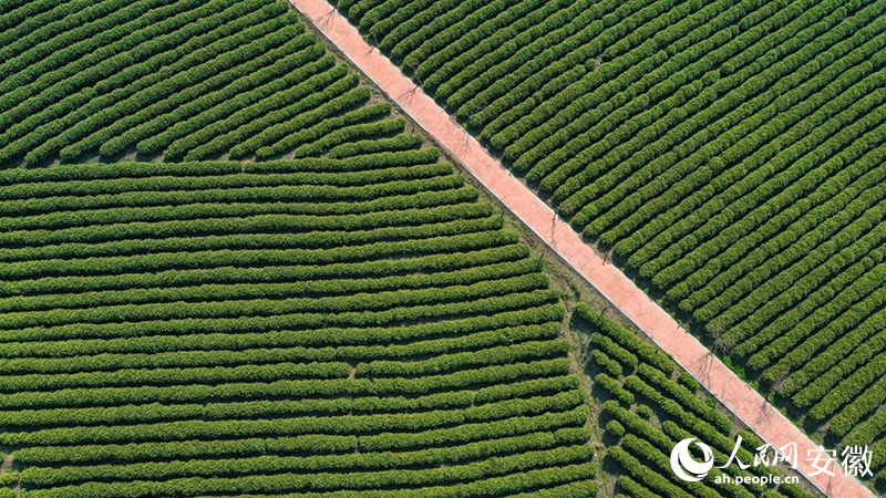 3月下旬，俯瞰郎溪白茶種植園。人民網(wǎng)記者 張俊攝